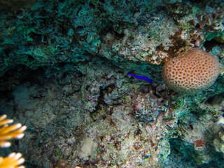 The underwater world of the Red Sea with colorful coral reef inhabitants