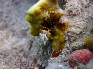 The underwater world of the Red Sea with colorful coral reef inhabitants