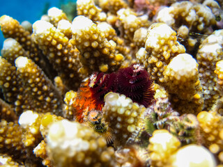 The underwater world of the Red Sea with colorful coral reef inhabitants