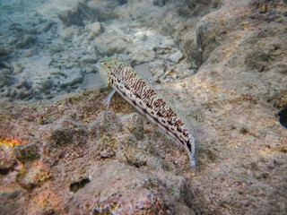 The underwater world of the Red Sea with colorful coral reef inhabitants