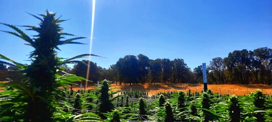 Obraz premium Cannabis before harvest 4