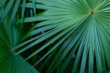 tropical palm leaf and shadow, abstract natural green background, dark tone textures.