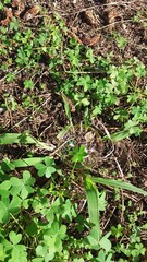 bolla di sapone su un quadrifoglio nel prato