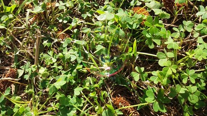 bolla di sapone su un quadrifoglio nel prato