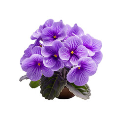 purple flowers isolated on transparent background, png