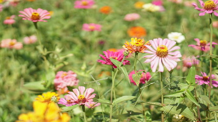Obraz na płótnie Canvas Close-up of Zinnia elegans flower field, beautiful natural and relaxing pink-red tones.
