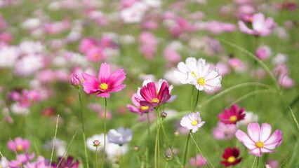 Obraz na płótnie Canvas Close-up of Cosmos bipinnatus flower field, beautiful natural and relaxing pink and white tones.