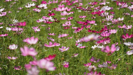 Close-up of Cosmos bipinnatus flower field, beautiful natural and relaxing pink and white tones.