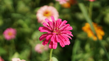 Close-up of Zinnia elegans flower field, beautiful natural and relaxing pink-red tones.