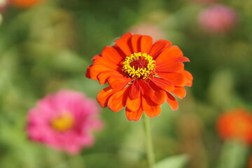 Close-up of Zinnia elegans flower field, beautiful natural and relaxing pink-red tones.