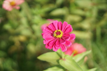 Close-up of Zinnia elegans flower field, beautiful natural and relaxing pink-red tones.