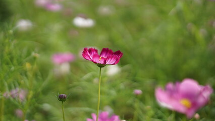 Close-up of a Cosmos bipinnatus flower, beautiful natural and relaxing pink and white tones.