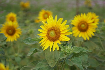 Fototapeta premium Sunflowers, close-up, flowers, yellow flowers, flower garden, spring,