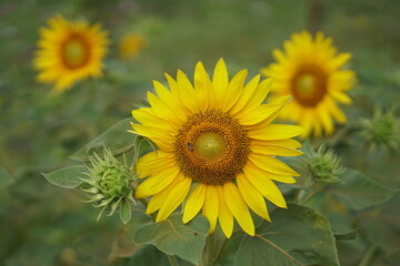Sunflowers, close-up, flowers, yellow flowers, flower garden, spring,