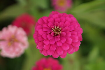 Obraz premium Close-up of Zinnia elegans flower field, beautiful natural and relaxing pink-red tones.