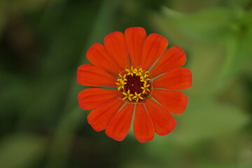 Close-up of Zinnia elegans flower field, beautiful natural and relaxing pink-red tones.