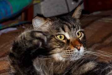 Portrait of a Maine Coon cat. The cat washes itself with its paw