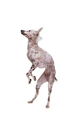 Fototapeta premium Beautiful purebred dog, purebred Chinese crested standing on hind legs isolated on white studio background. Concept of animal, domestic pet, vet, health, companion
