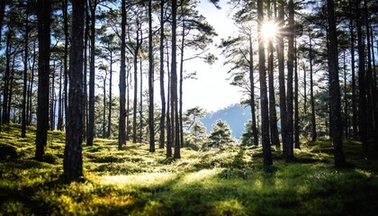 Obraz premium Silent Forest in spring with beautiful bright sun rays sun,