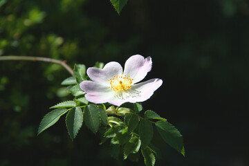 Freshly bloomed bud of rose hip