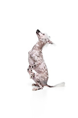 Smart, beautiful purebred Chinese crested dog standing on hind legs and looking upwards with attention isolated on white studio background. Concept of animal, domestic pet, vet, health, companion