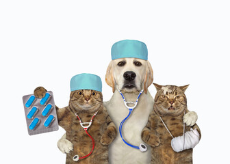 Dog labrador doctor hugs two cats - 747116995