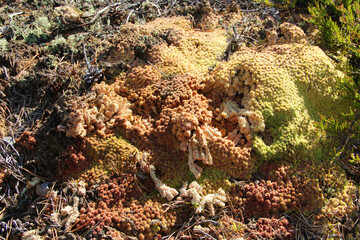 Texture of colorful lichen in close-up
