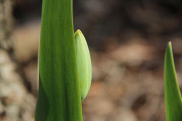 Obraz premium Young tulip bud in macro. Fresh start of the spring