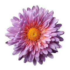 aster isolated on transparent background, png