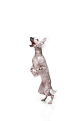 Adorable, playful little purebred Chinese crested dog in motion, playing, catching toy in jump isolated on white studio background. Concept of animal, domestic pet, vet, health, companion