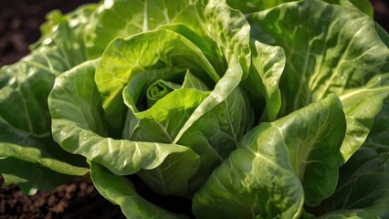 Fototapeta na wymiar Fresh lettuce in a vegetable garden