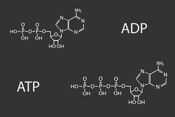 ADP or ATP molecular skeletal chemical formula	