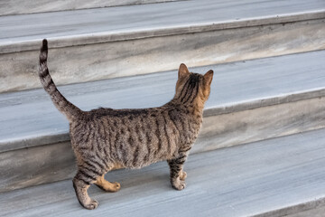 Cat on the stairs outdoor. Tabby cat walking on a staircase.