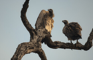 vulture in Kruger national Park