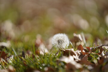 Closeup shot of a fluffball dandelion on a grassy field with dry leaves