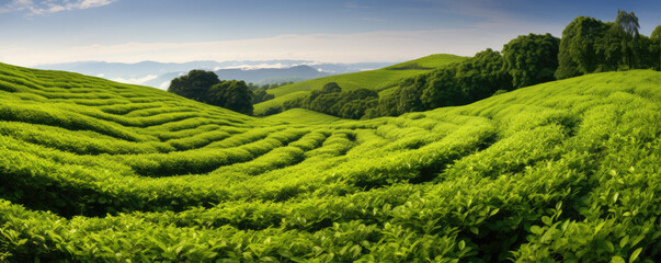 Tea field landscape. - obrazy, fototapety, plakaty