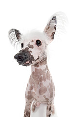 Portrait of beautiful purebred Chinese crested dog with spotted color isolated on white studio...