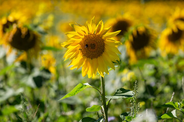 A close up of a sunflower in a field in Sussex, on a sunny summer's day - 747123719