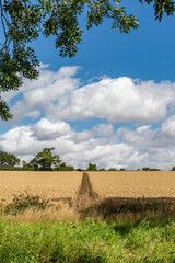 A view over Suffolk farmland on a sunny summer's day - 747123921