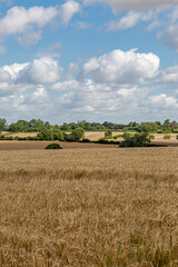 A rural Suffolk farm landscape on a sunny July day - 747124147