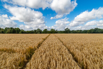 A rural Suffolk farm landscape on a sunny July day - 747124186