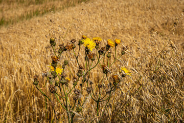 Sowthistle growing at the edge of famland in Suffolk, with a shallow depth of field - 747124346