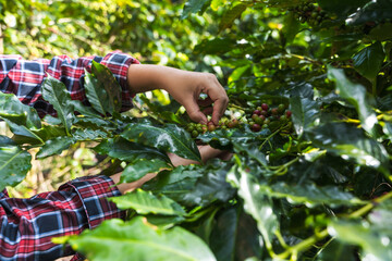Hands picking fresh coffee cherries on tree in coffee plantation