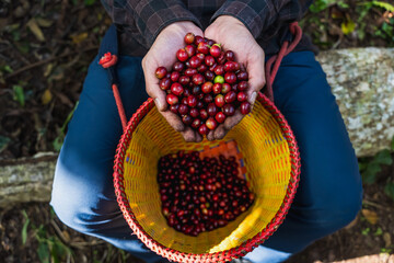 Close up coffee farmer picking and holding coffee cherries in hands