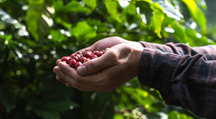 Close up coffee farmer picking and holding coffee cherries in hands