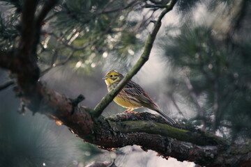yellowhammer on the tree in the forest
