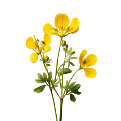 birds foot trefoil isolated on transparent background, png