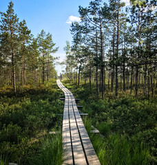 A wooden path to a nature trail that leads through the Kemerii marsh of Latvia, on a sunny, beautiful summer day. - obrazy, fototapety, plakaty