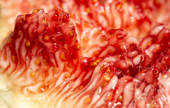 Closeup macro shot of fig seeds (concept of human cells)