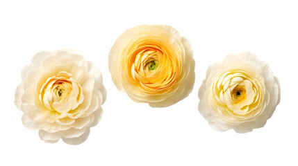 Cream cranunculus buttercup flowers